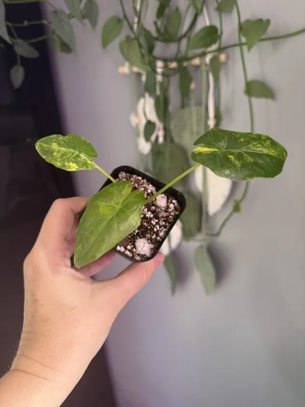 Alocasia Aurea Puber AKA Green Goddess