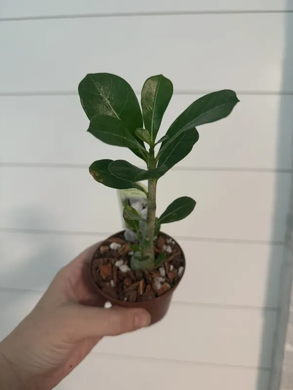 Desert Rose White Flower