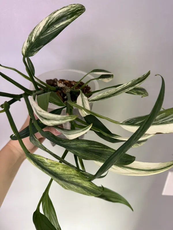 Epipremnum Amplissimum Albo Variegated